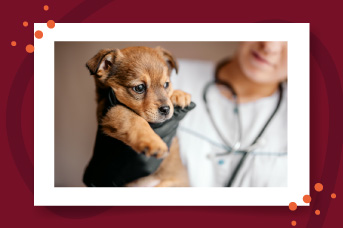 esterilizacion3.jpg